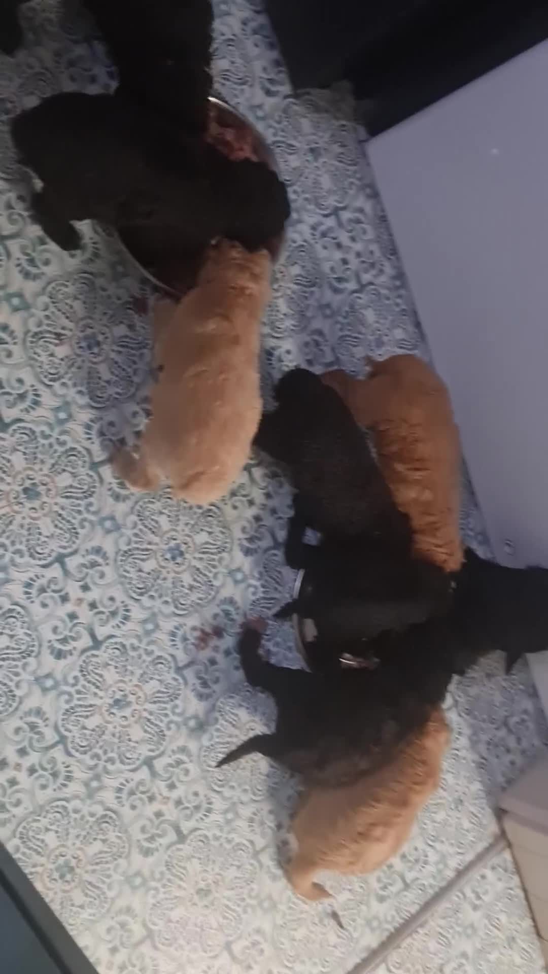 Standard Poodle dogs for sale: Stunning Standard poodles  in Loughborough - Video 1