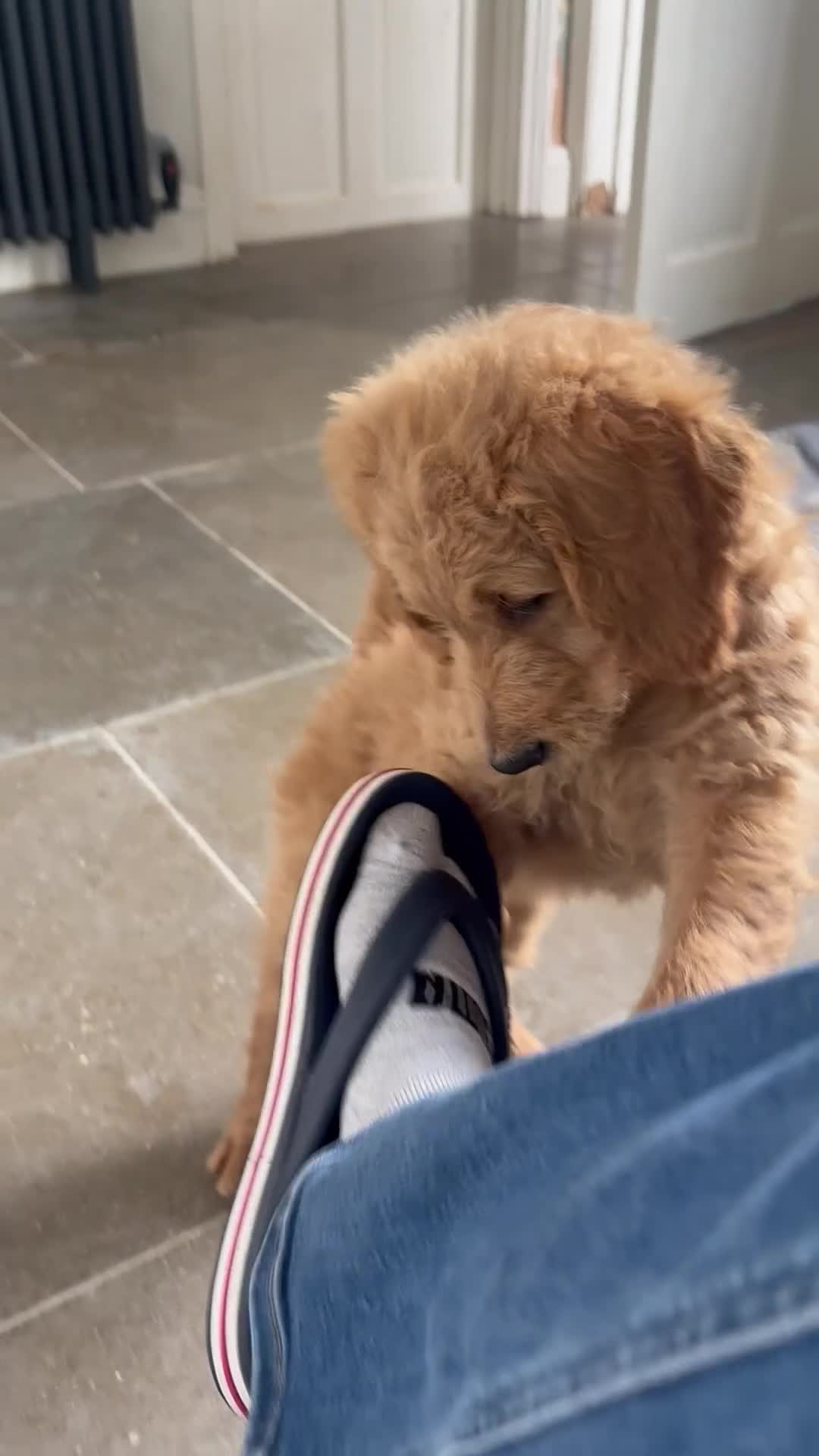 Double Doodle dogs for sale: READY FOR THEIR FOREVER HOMES double/goldendoodles - Video 1