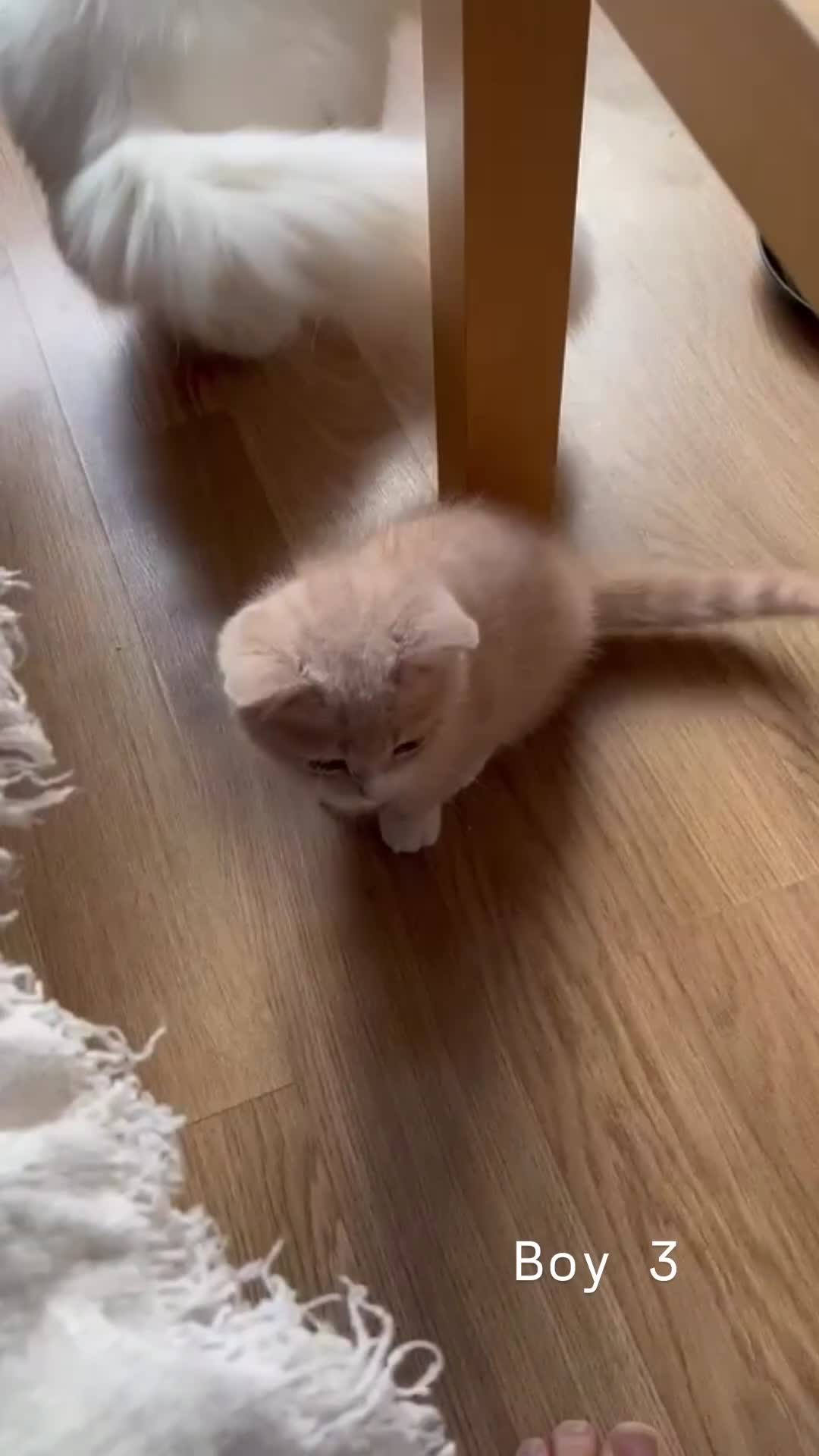 Mixed Breed cats for sale: [READY NOW] British Shorthair x Mainecoon - Video 3
