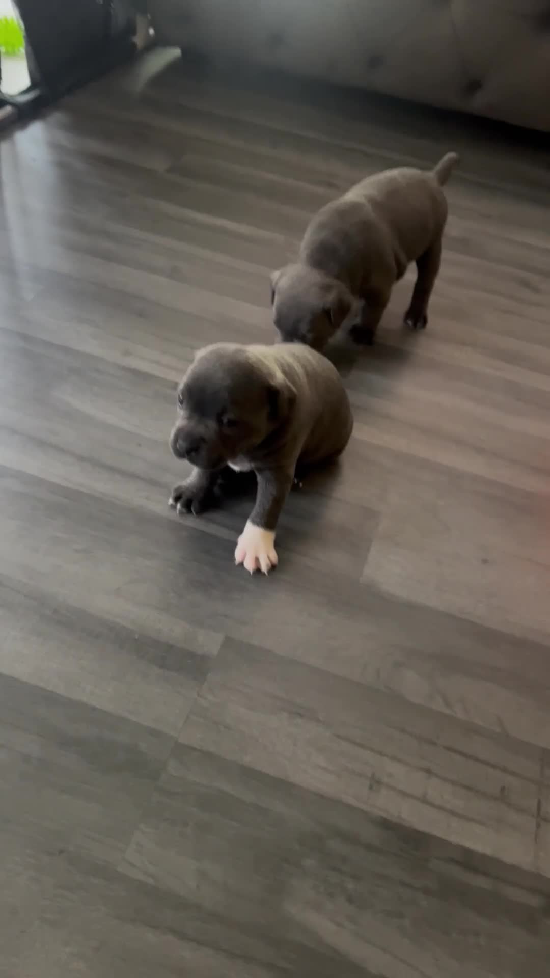 Staffordshire Bull Terrier dogs for sale: LAST BOY LEFT KC REGISTERED 5 STAR BLUE   - Video 4