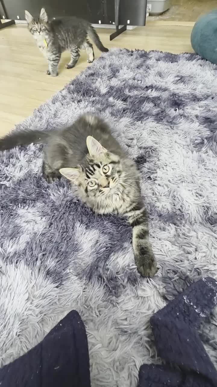 Maine Coon cats for sale: Atlas ready now £700 for a good home  - Video 1