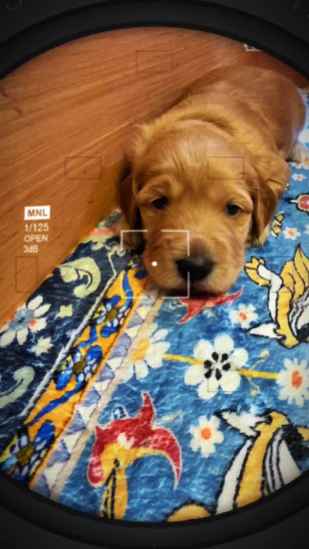 Australian Labradoodle dogs for sale: Multigeneration Australian Labradoodle  - Video 1