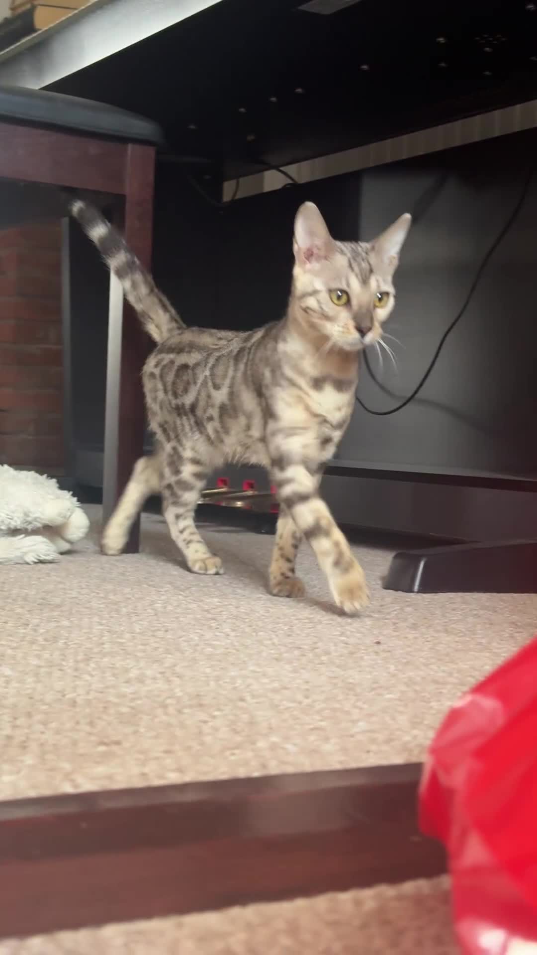 Bengal cats for sale: Rehoming Silver Bengal  - Video 1