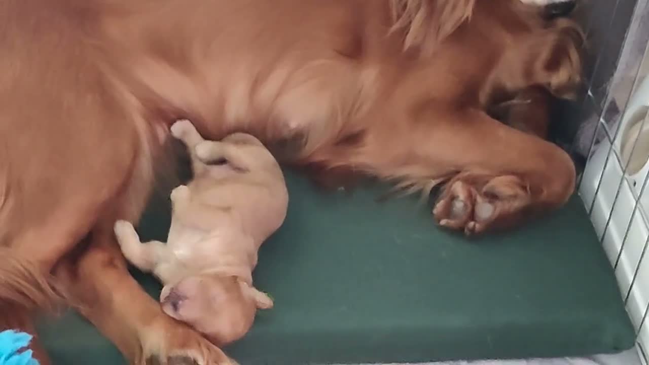 Cockapoo dogs for sale: Outstanding COCKAPOO F1.  - Video 2