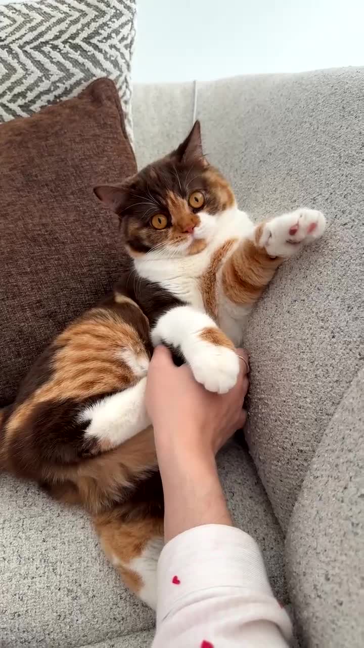 British Shorthair cats for sale: Active Chocolate Tortie - Video 1