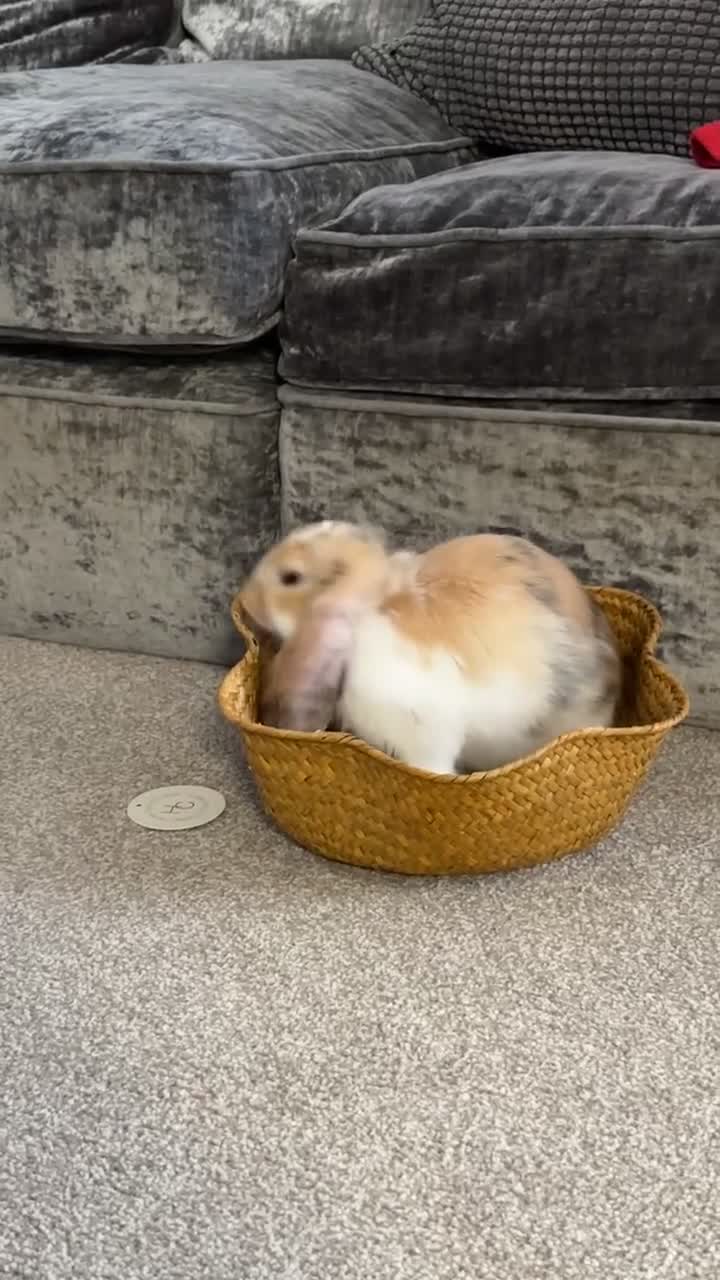 English Lop rabbits for sale: New Home for Milo - Video 3