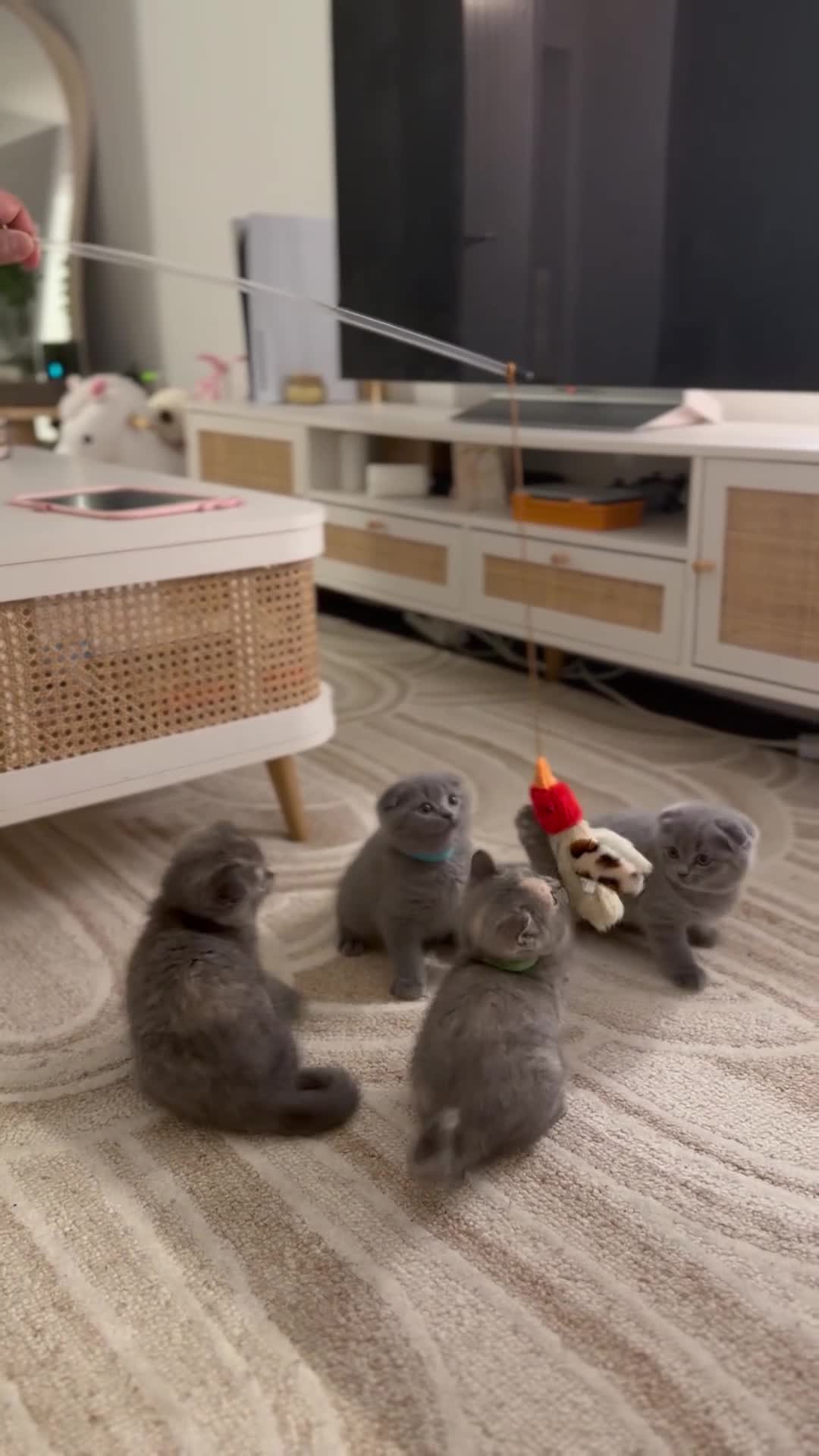 Scottish Fold cats for sale: Stunning Scottish Fold & Straight Kittens! 🐾 - Video 4