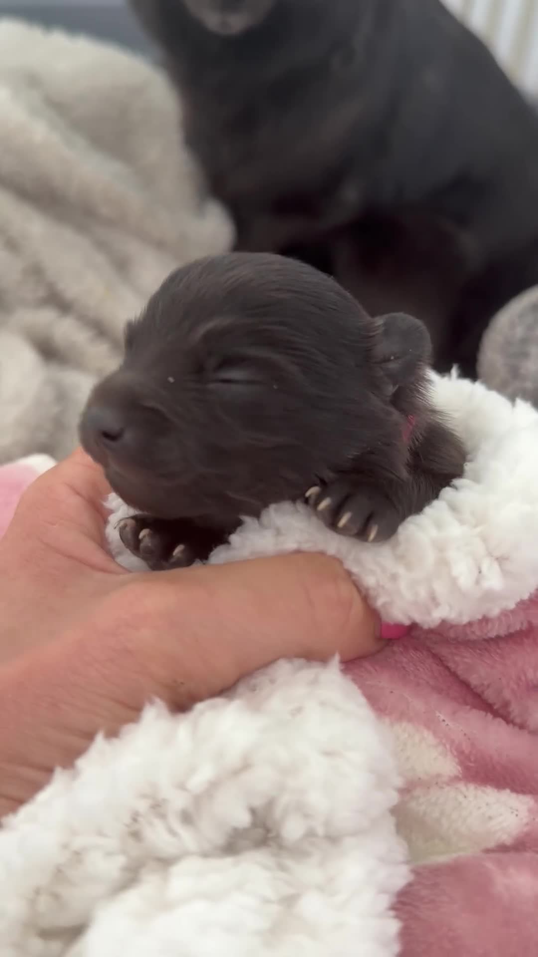 Mixed Breed dogs for sale: Beautiful Pomspitz Puppies Ready Soon in Preston - Video 1