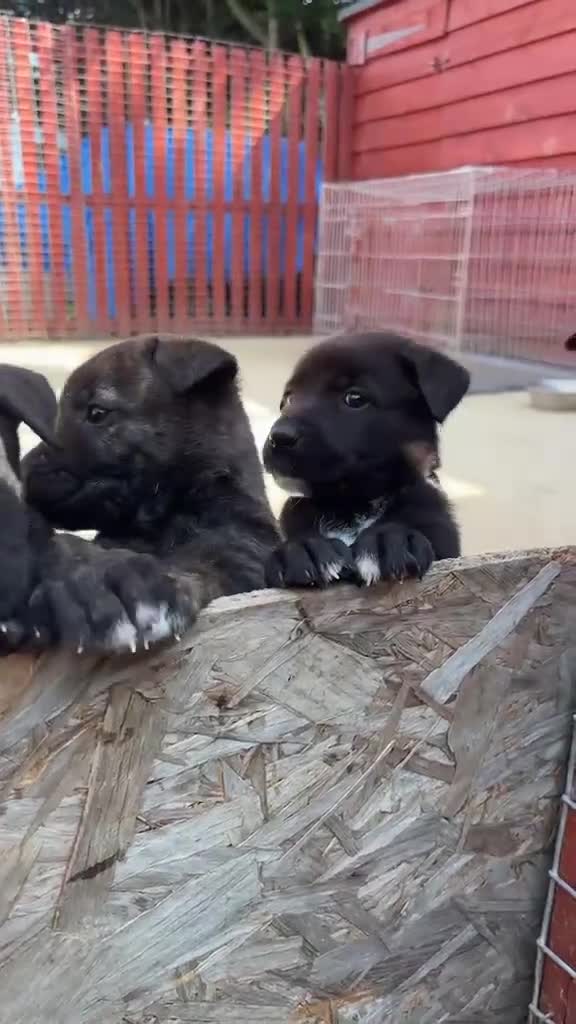 Belgian Shepherd Dog dogs for sale: Dutch shepherd puppies - Video 2