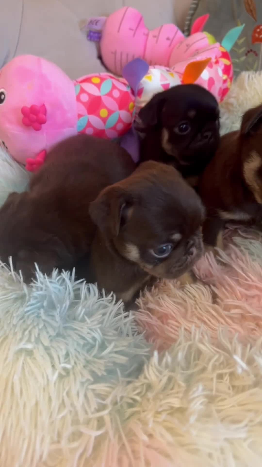 Pug dogs for sale: Stunning PUG puppies Boys & girls available  - Video 1