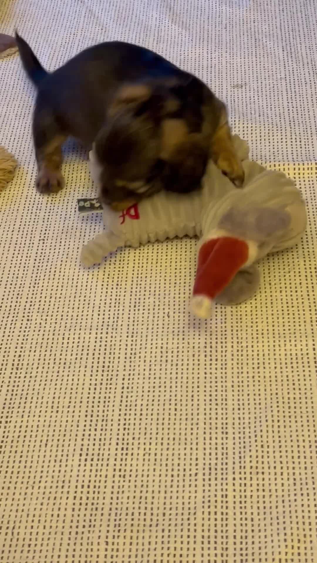 Miniature Dachshund dogs for sale: Mini Long Haired Daschund 2 girls left - Video 2