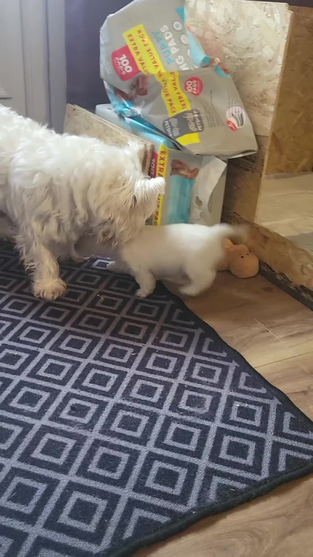 West Highland Terrier dogs for sale: Westies for sale - Video 3