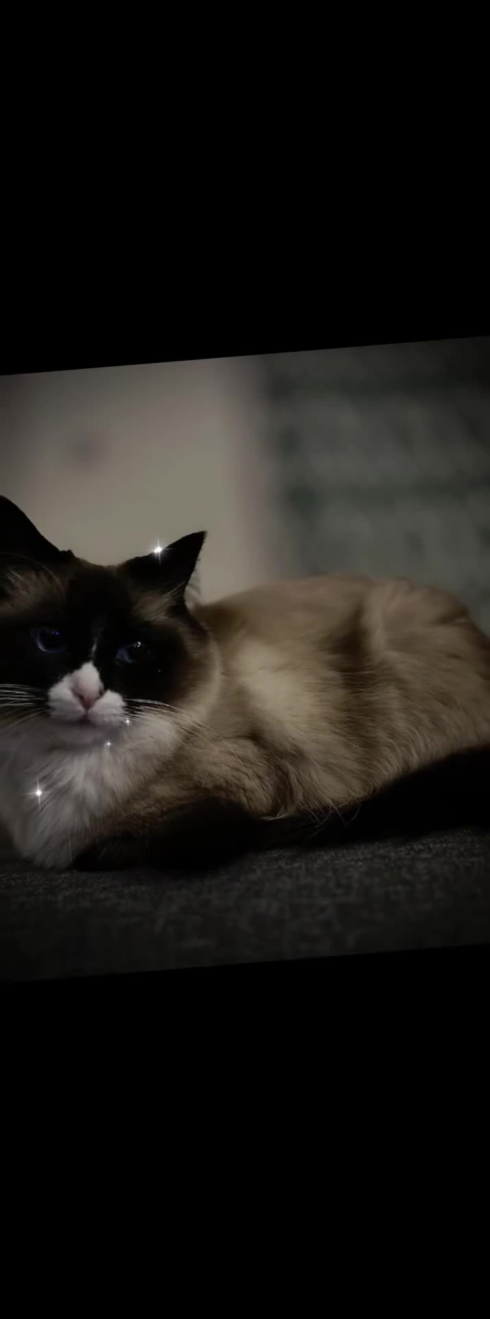 Ragcoon cats for sale: Ragcoons!  in Shepton Mallet - Video 3