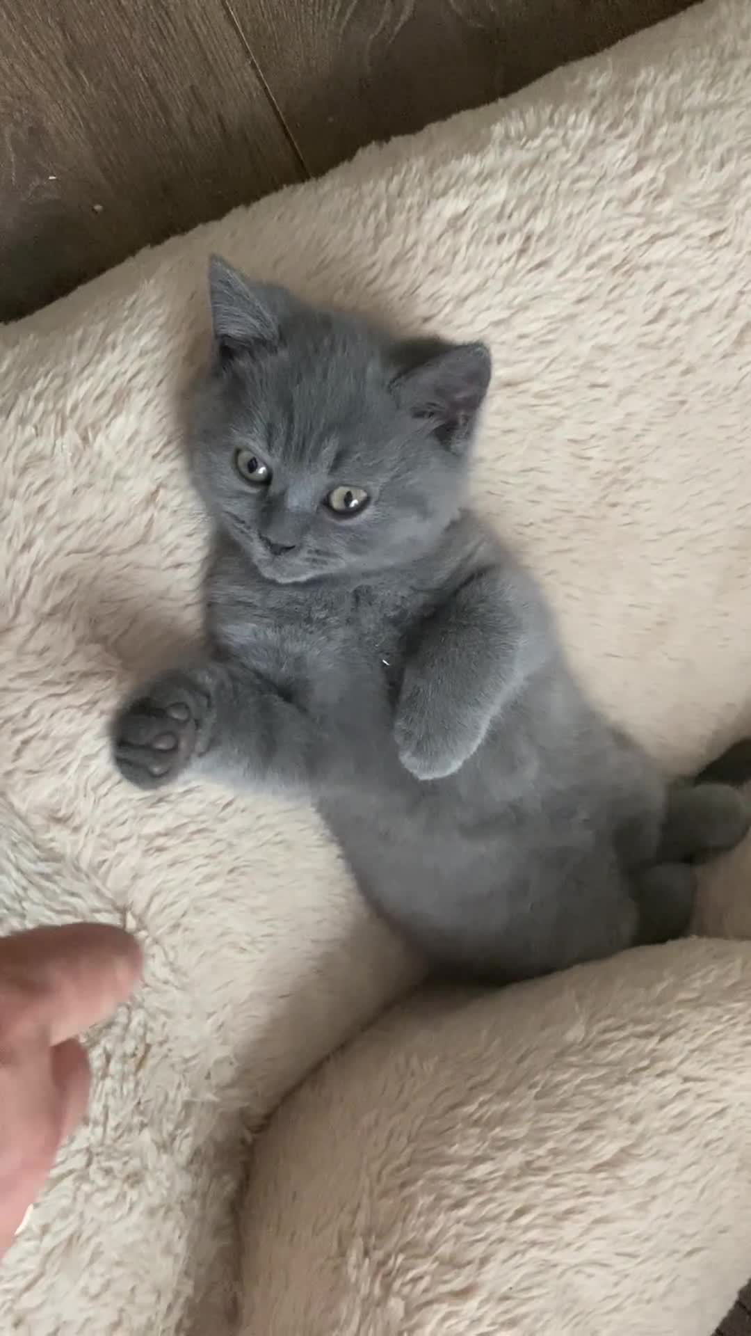 British Shorthair cats for sale: GCCF BRITISH SHORTHAIR KITTENS - Video 1