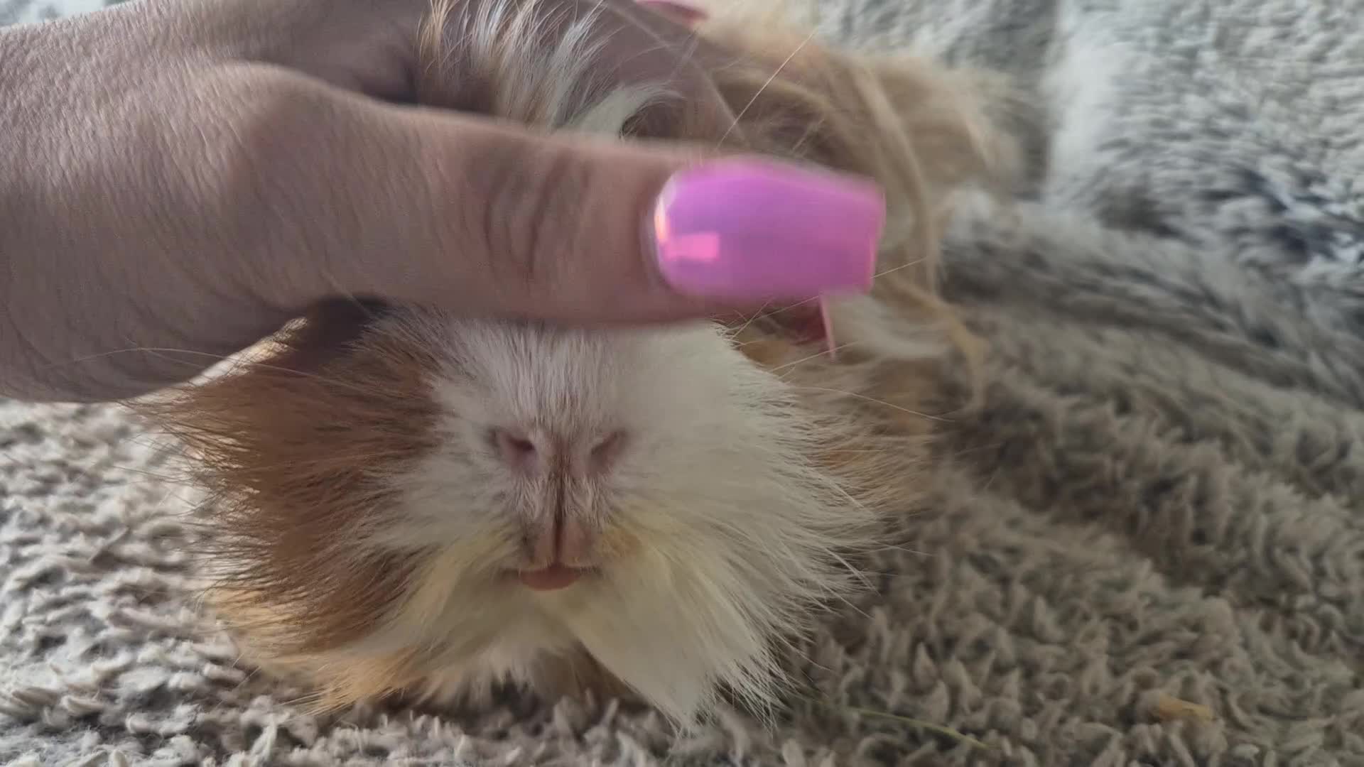 Guinea Pig rodents for sale: 2 bonded male guinea pigs - Video 1