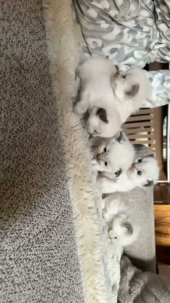 Ragdoll cats for sale: RAGDOLL KITTENS FOR SALE - Video 1