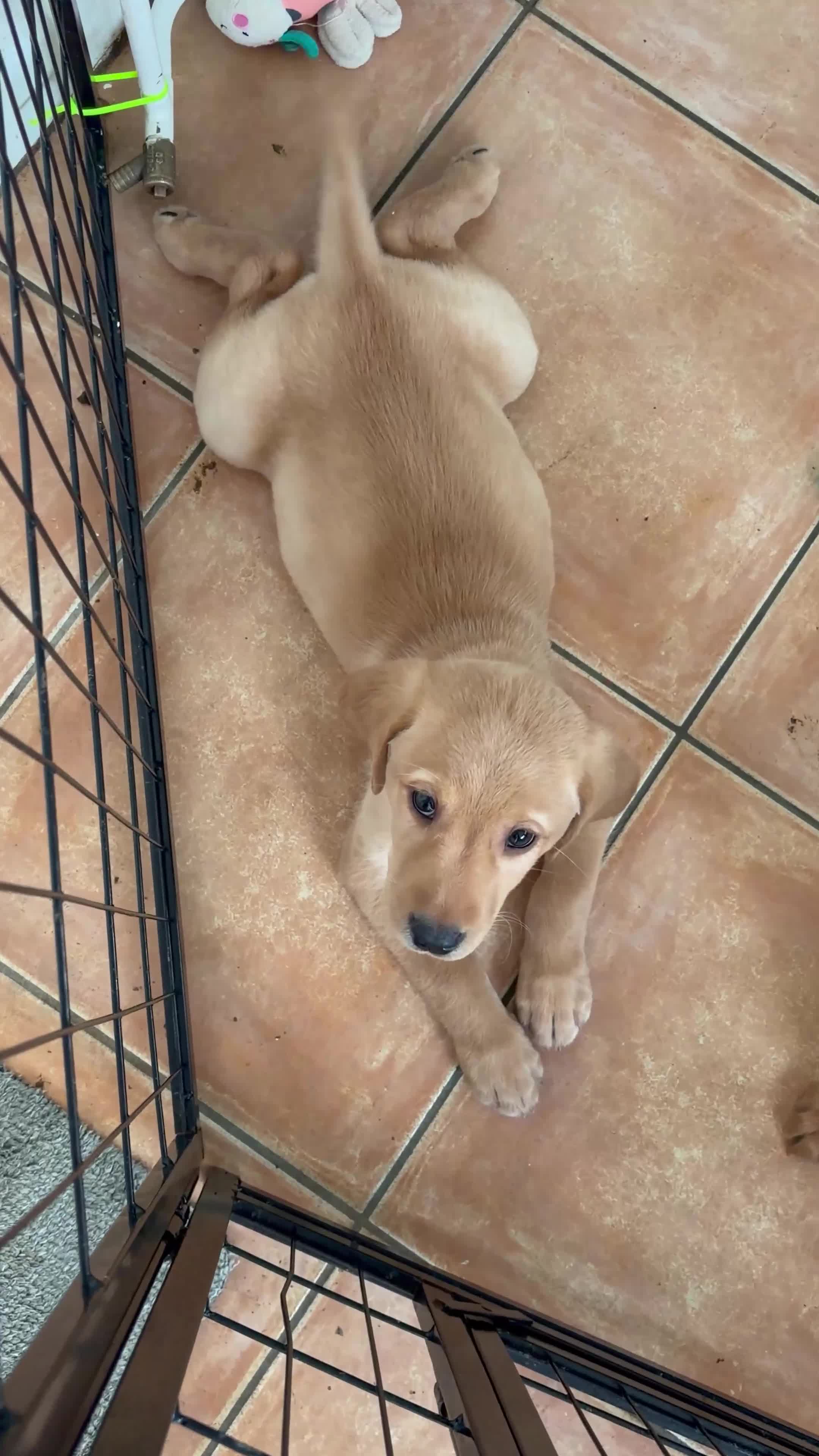 Labrador Retriever dogs for sale: 2 FOX RED LABRADOR BOYS LEFT READY NOW  - Video 1
