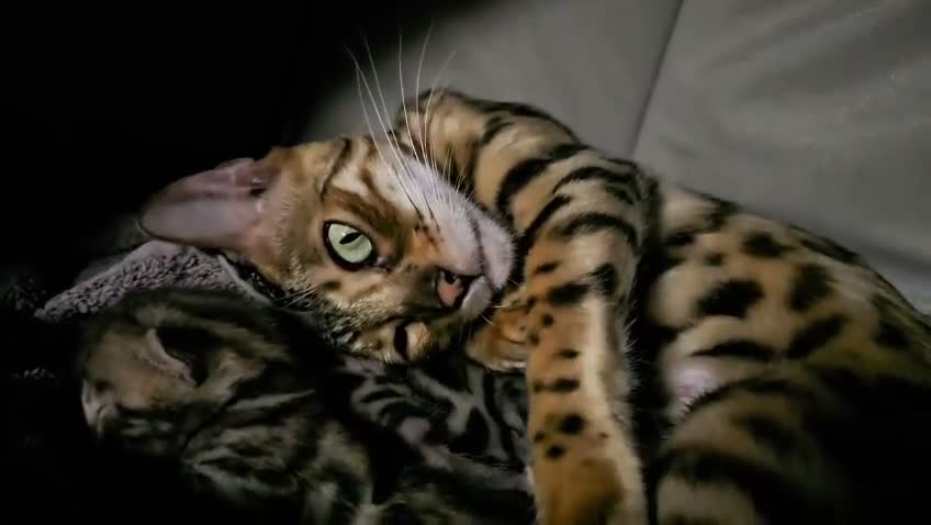 Bengal cats for sale: *Litter Trained*Playful Affectionate Show Quality  - Video 2