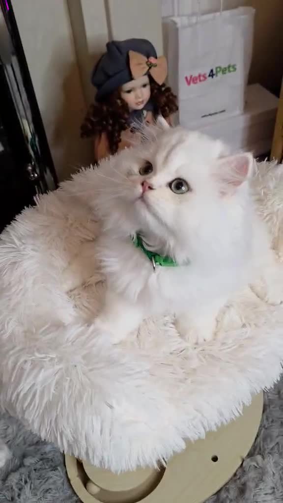 British Longhair cats for sale: Purebred British Longhair Boys-WCF Pedigree - Video 2