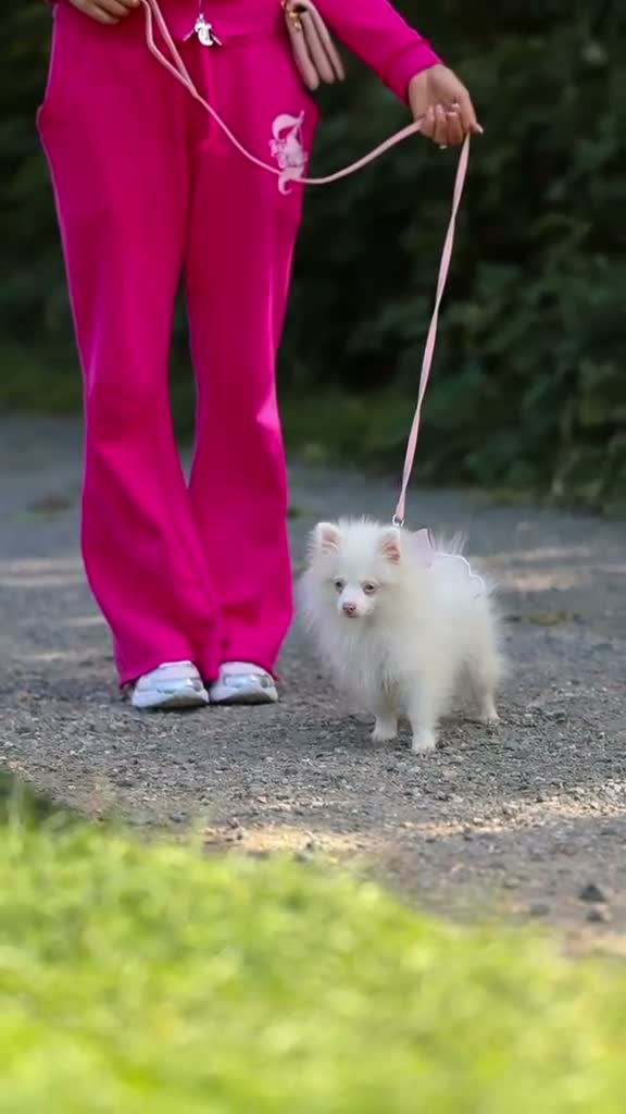 Pomeranian dogs for sale: Extremely Rare Pomeranian  - Video 1