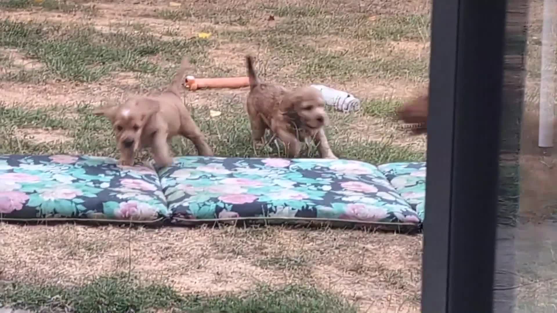Cocker Spaniel dogs for sale: Ready: Show Cocker Spaniel- Golden girl  - Video 1