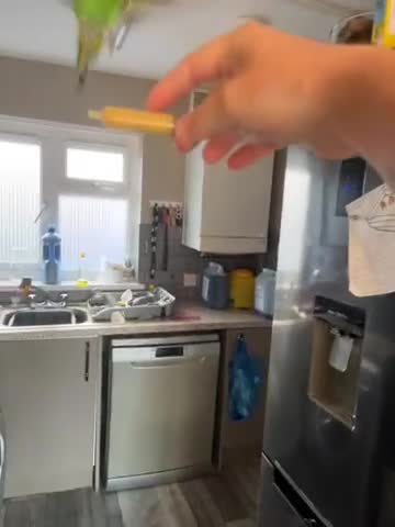 Budgerigars birds for sale: Baby hand reared one parent reared - Video 2