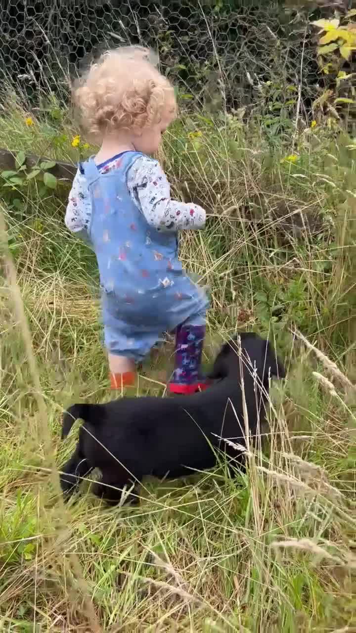 Goldador dogs for sale: Goldador Puppies  - Video 1