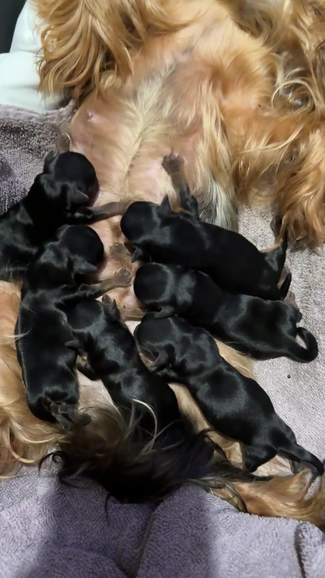 Yorkshire Terrier dogs for sale: Yorkshire terrier puppies  - Video 1