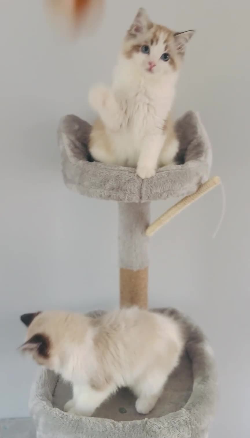 Ragdoll cats for sale: Tica ActiveChampion Blood, Full peddigree Kittens in Leicester - Video 1