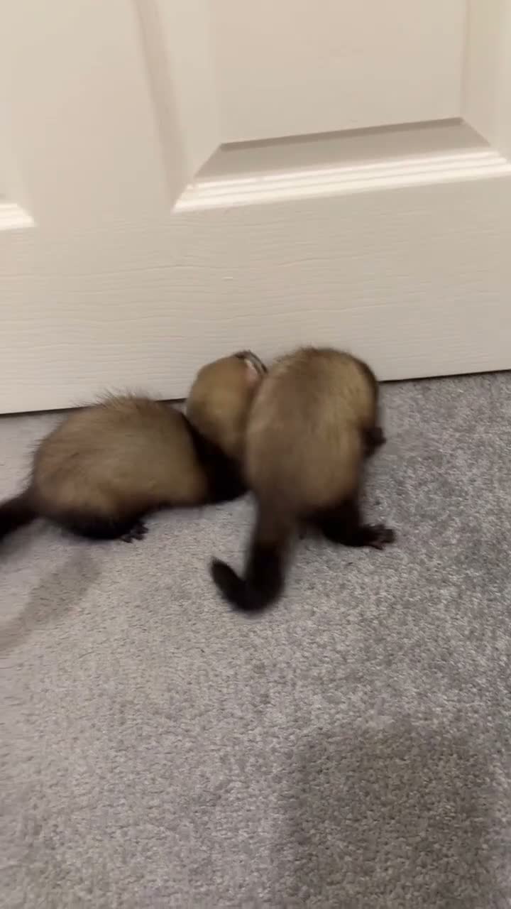 Ferret rodents for sale: 2x baby ferret  in Wolverhampton - Video 1