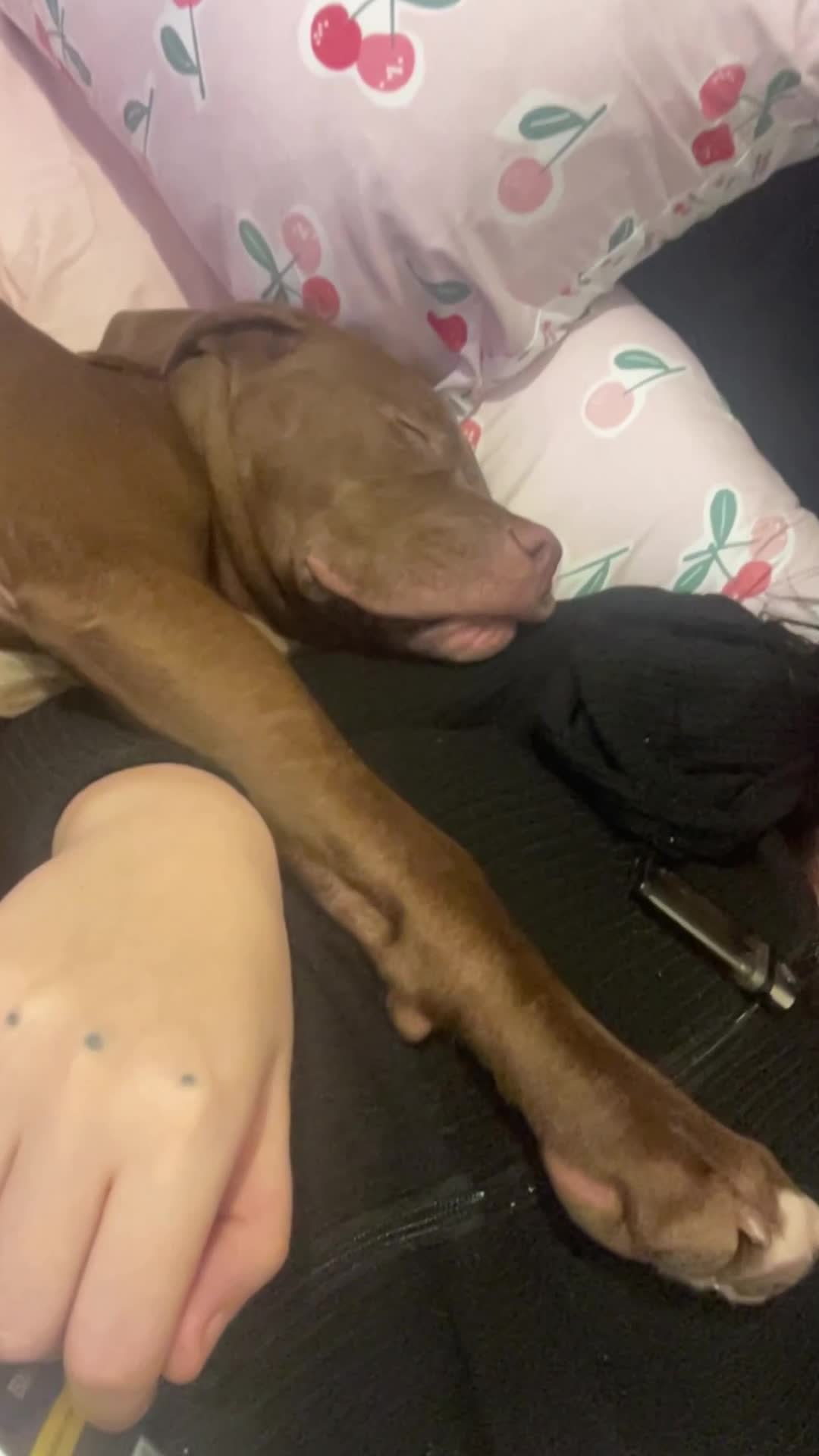 Mixed Breed dogs for sale: Loki puppy - Video 1