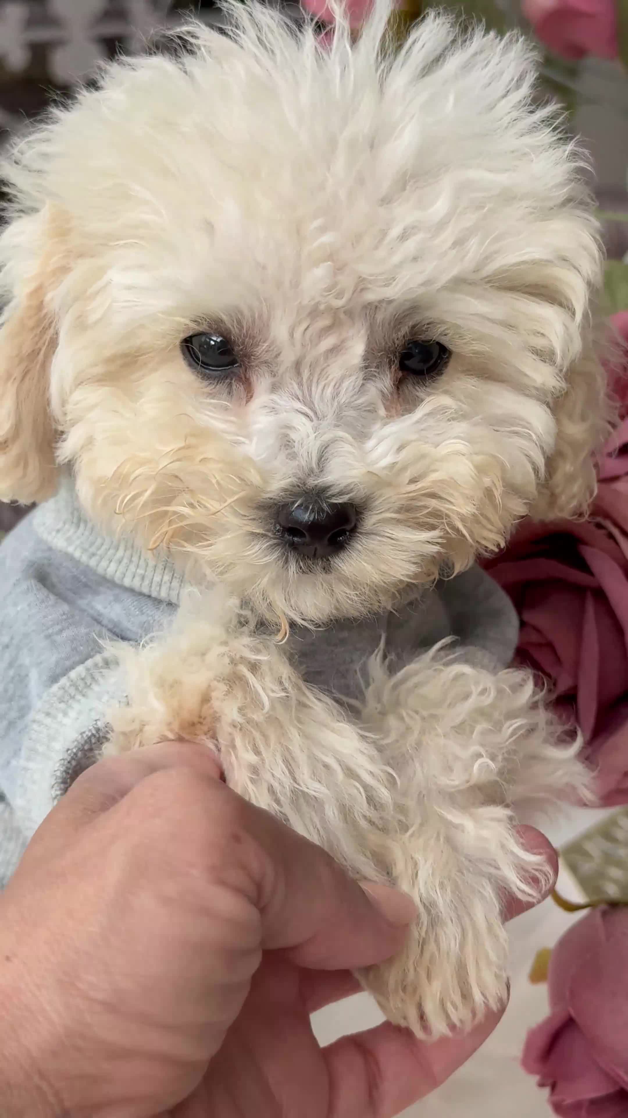 Toy Poodle dogs for sale: Pure Asian Toy poodles/Mom & Dad DNA Tested Clear - Video 3