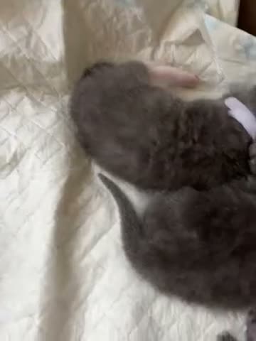 British Shorthair cats for sale: British shorthair blue kittens in Saltash - Video 1