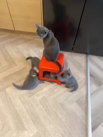 British Shorthair cats for sale: X-4 Gorgeous British-Shorthair Kittens  - Video 2