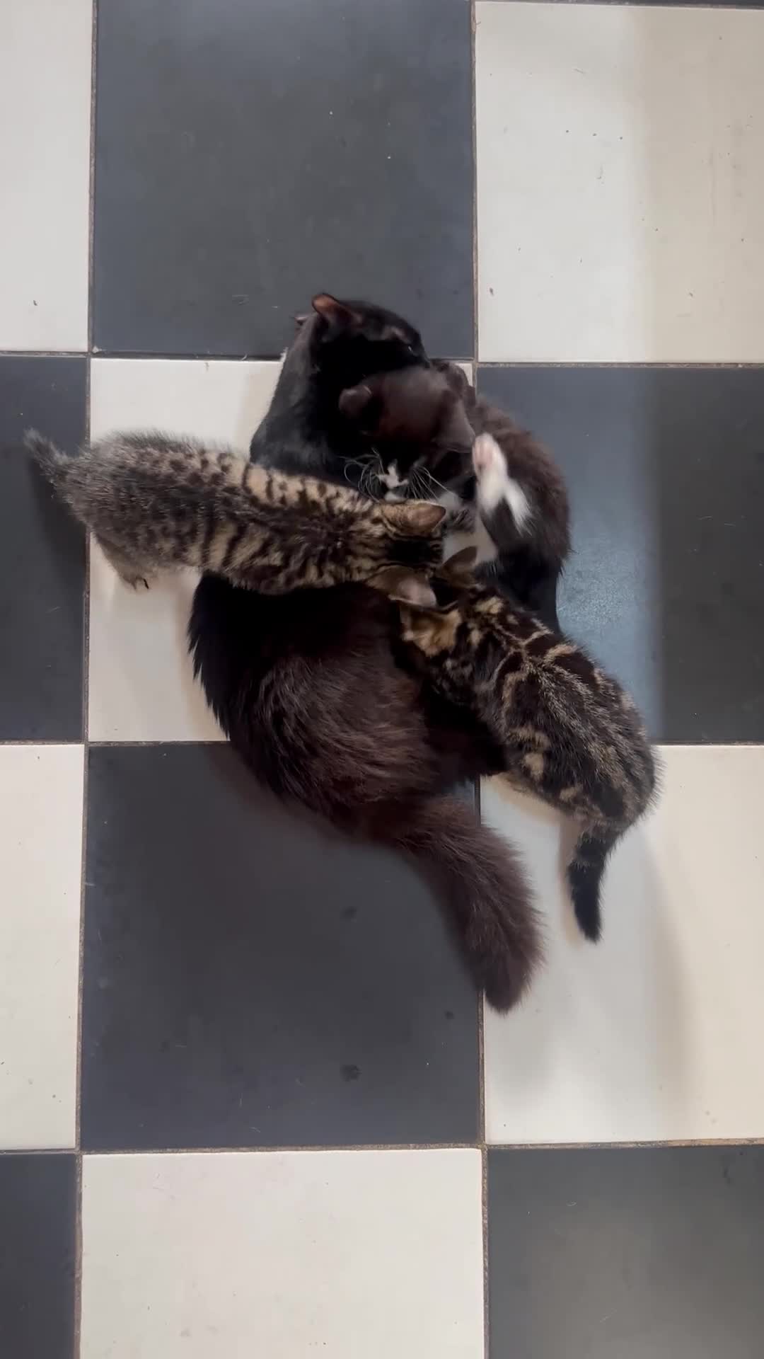 British Shorthair cats for sale: 3 Kittens - Video 2