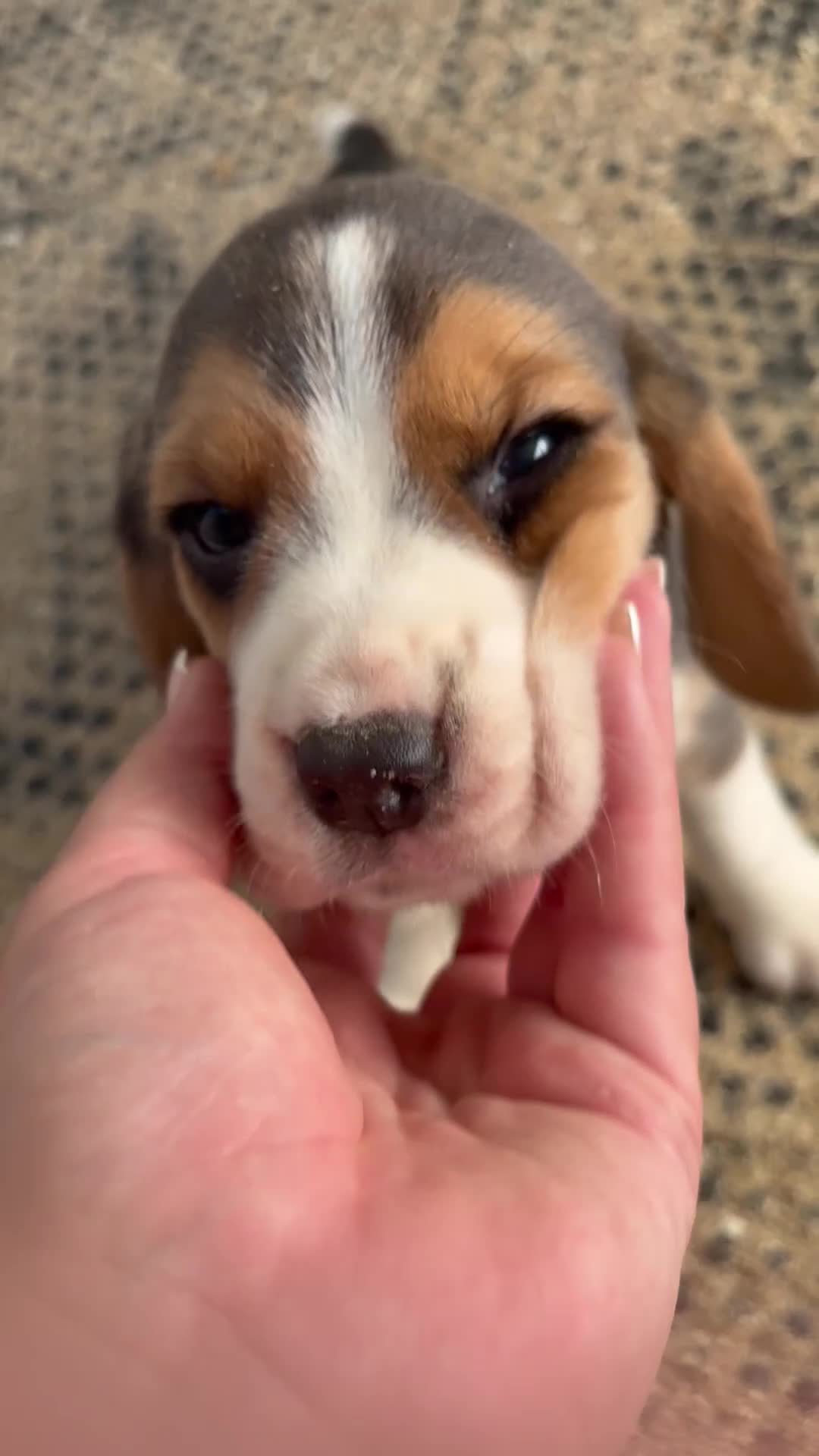 Beagle dogs for sale: Beautiful KC Registered Beagle’s  - Video 2