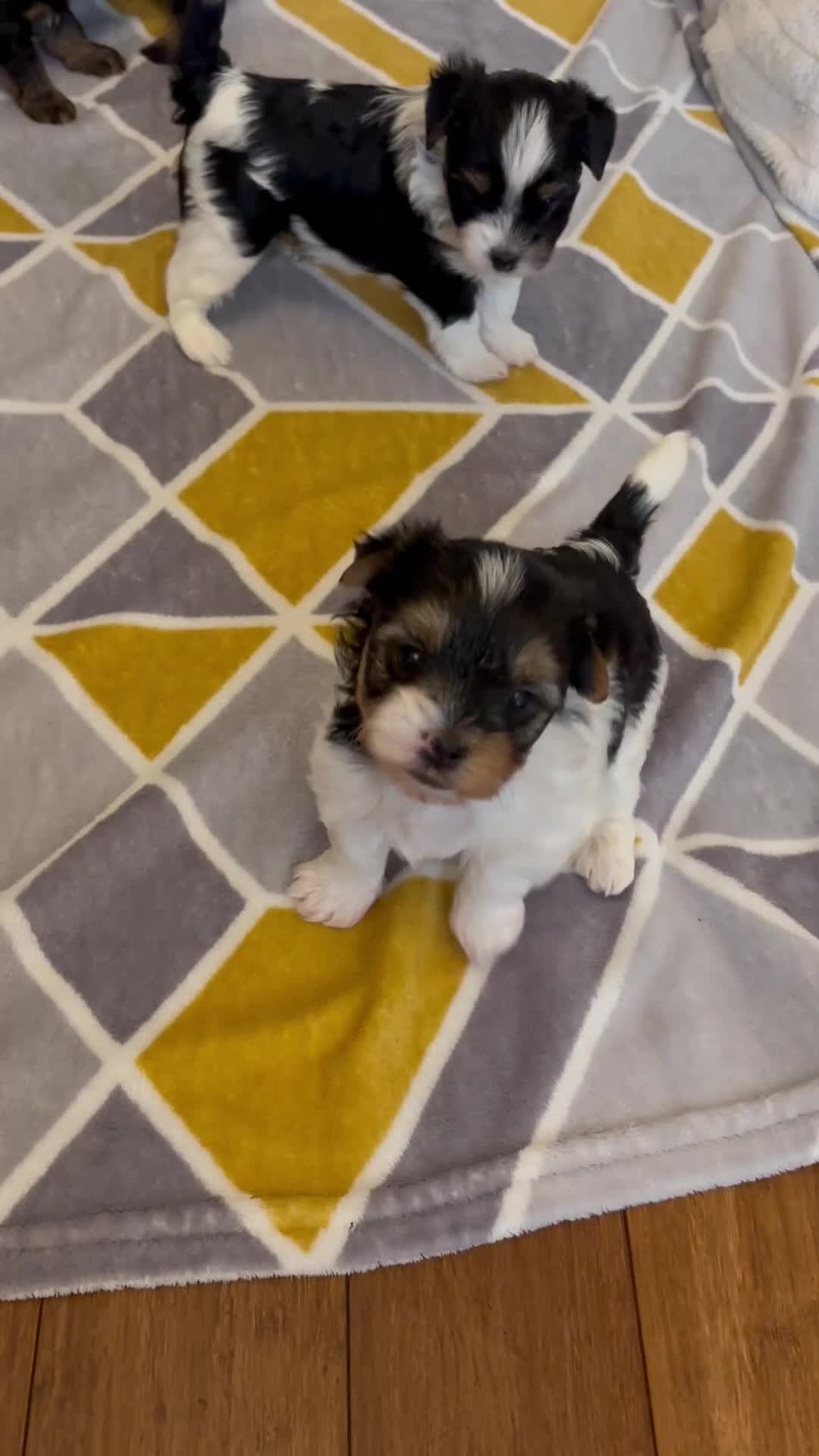 Yorkshire Terrier dogs for sale: Beautiful Yorkshire Terrier Puppies IHR Pedigree - Video 3