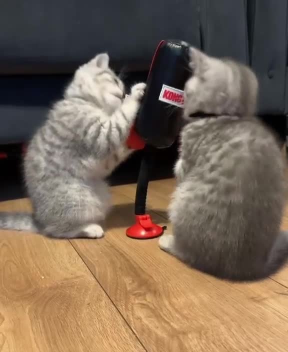 British Shorthair cats for sale: *Ready to leave 2 weeks* GCCF BSH silver tipped  - Video 3