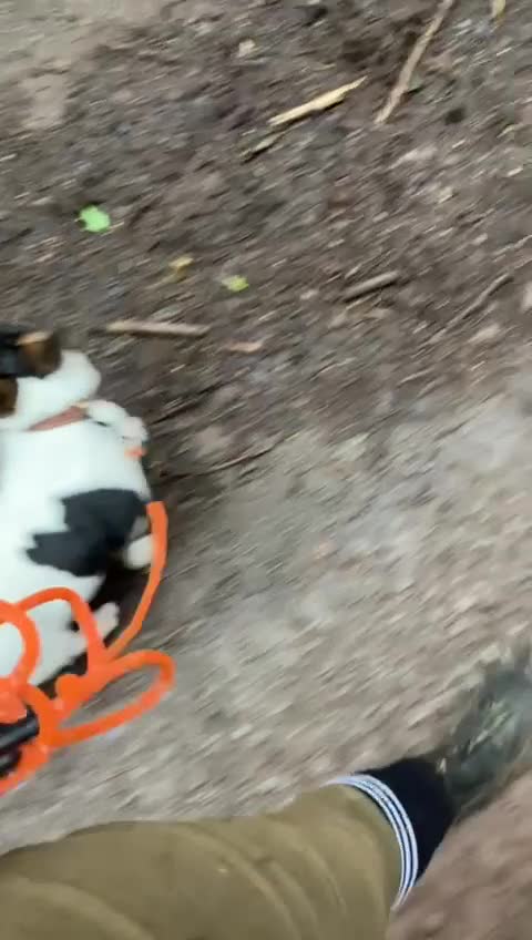 Jack Russell dogs for sale: 6 year old jack Russell girl - Video 2