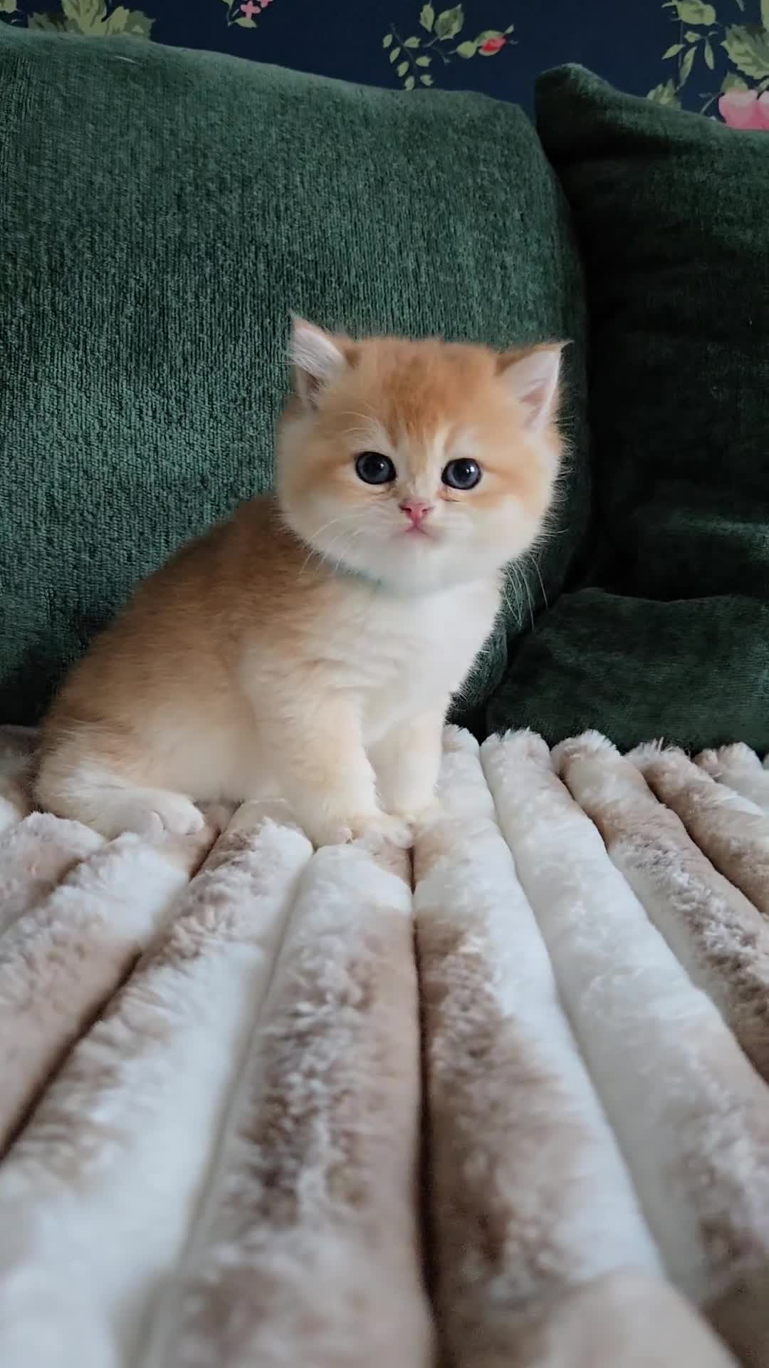 British Shorthair cats for sale: Gorgeous golden fluffs ready in October in Peterborough - Video 2