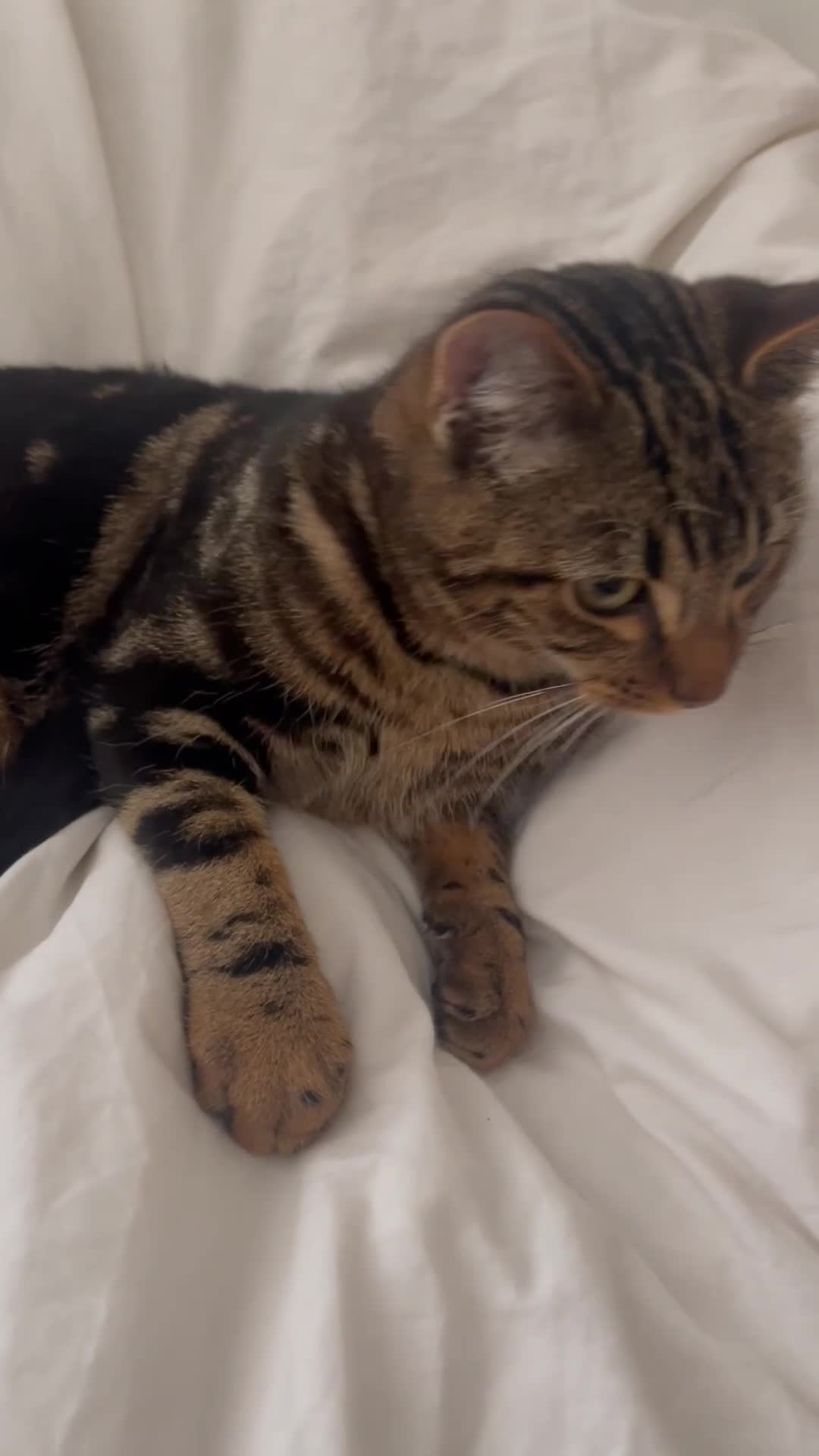 Bengal cats for sale: Mixed bengal kitten - Video 1