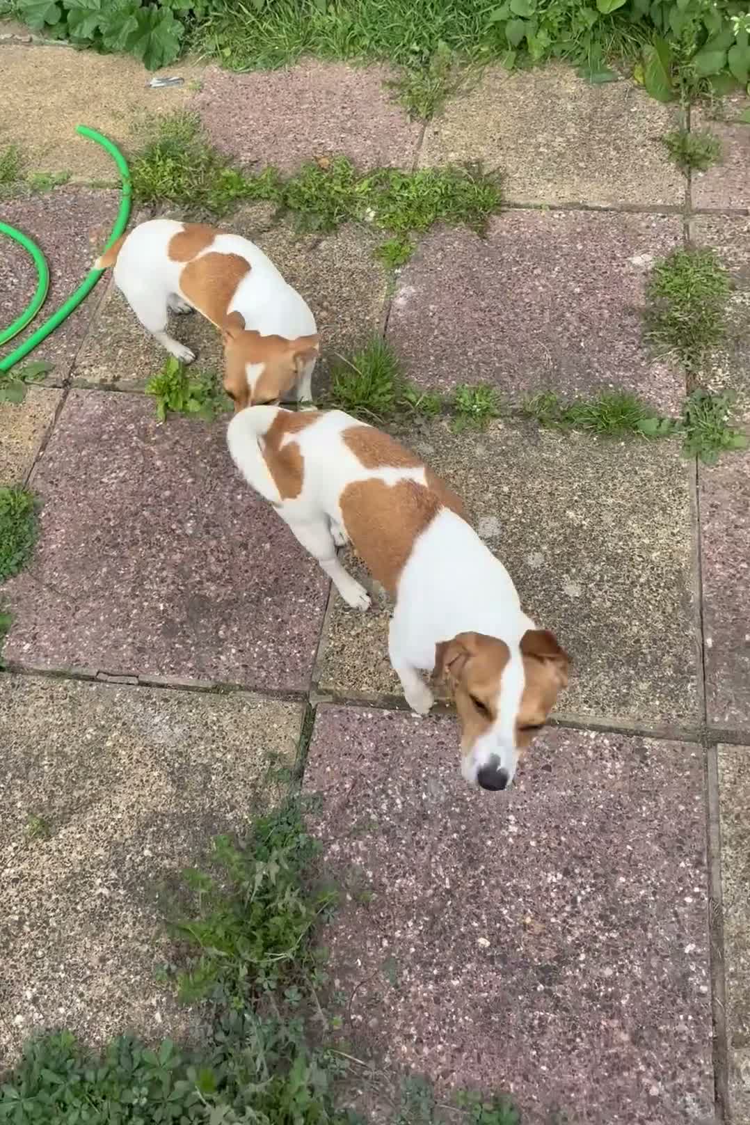 Jack Chi dogs for sale: Jack Russel terrier dog - Video 1