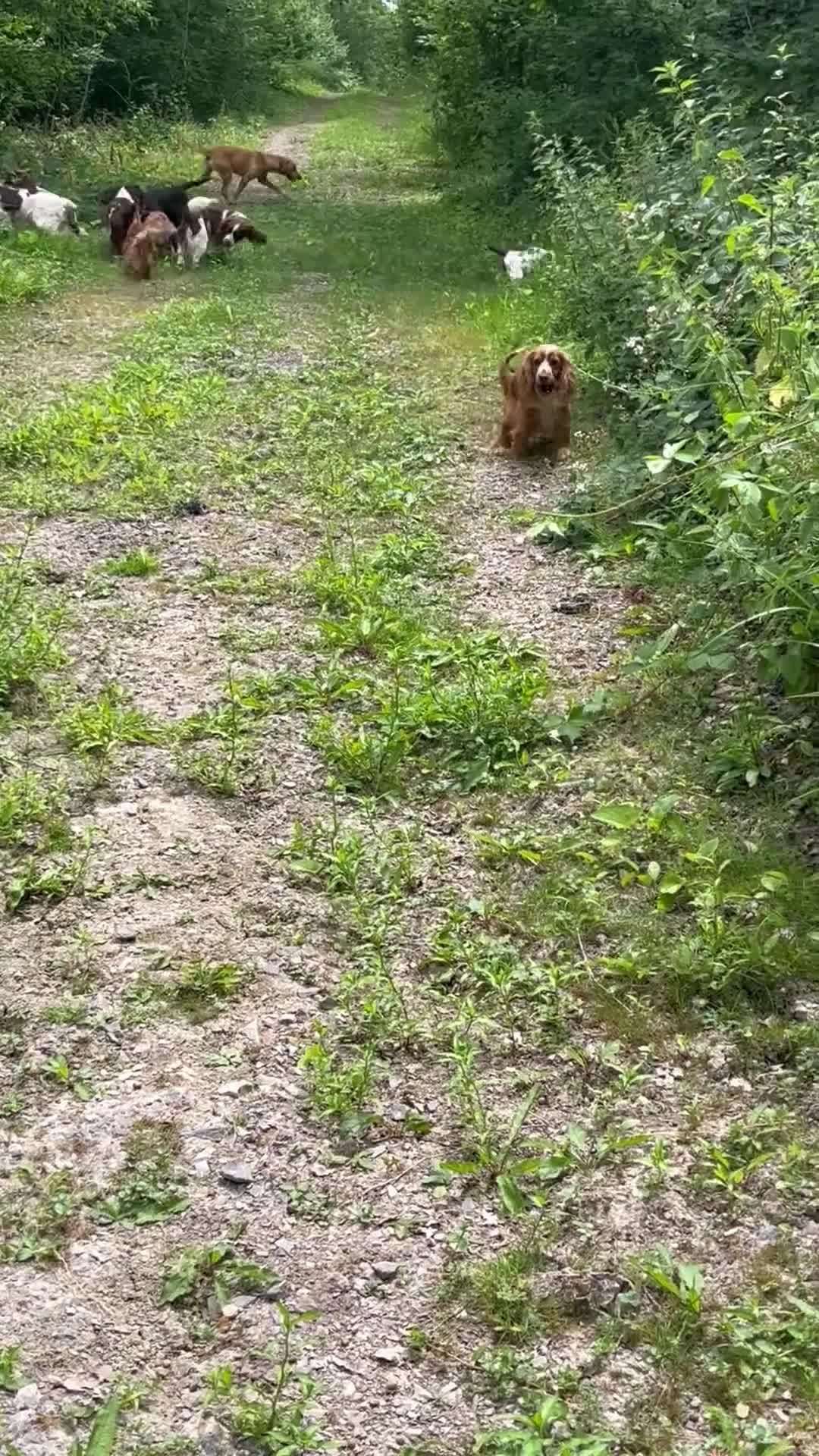 Cocker Spaniel dogs for sale: Stunning KC health tested bitch - Video 2