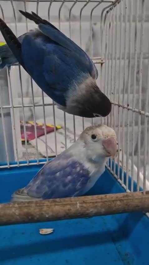 Lovebirds birds for sale: Lovebirds  - Video 1