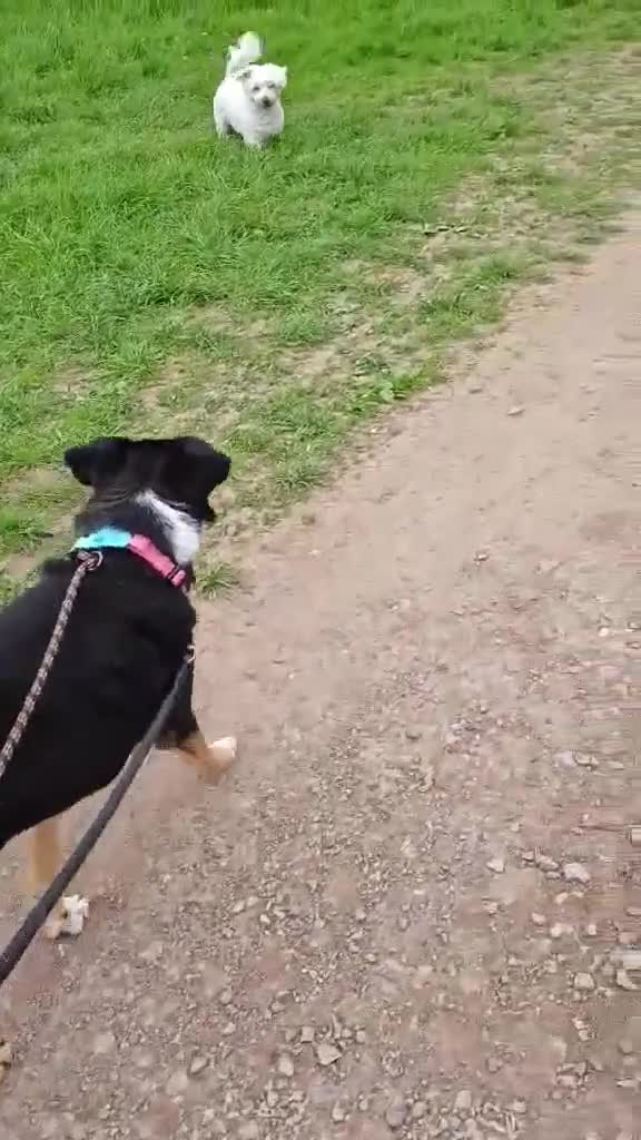 Mixed Breed dogs for adoption: Stunning Rosa in Taunton - Video 1