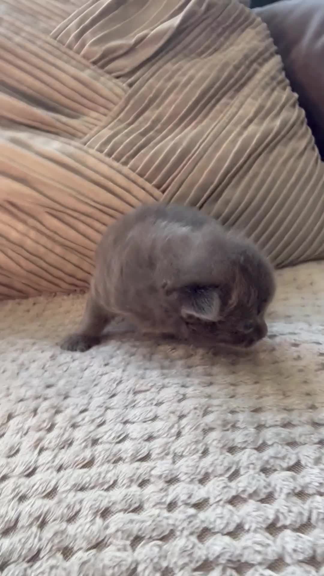 Mixed Breed cats for sale: ✨🐾Stunning domestic long haired kittens  - Video 2