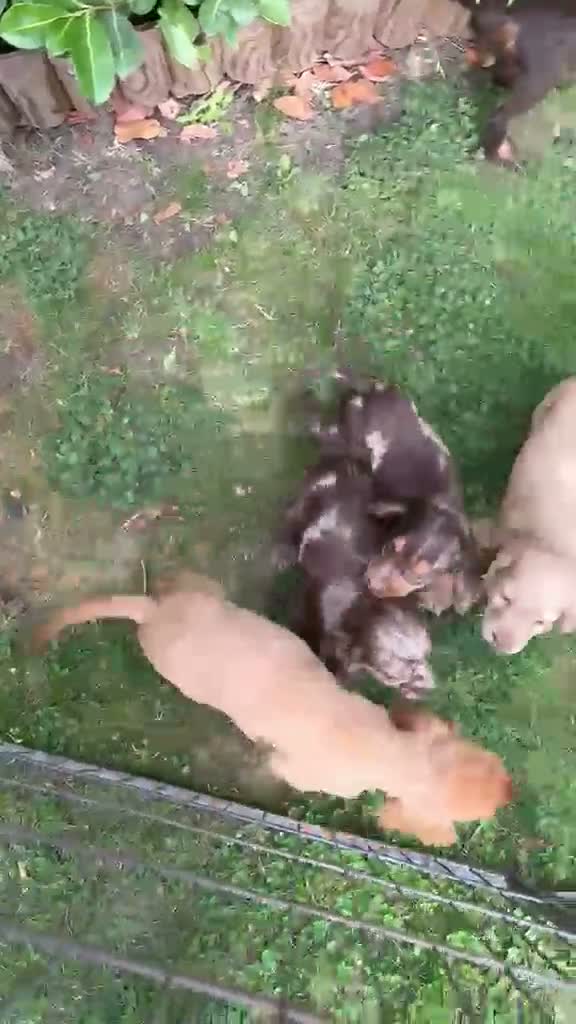 Cocker Spaniel dogs for sale: 🐾Beautiful cocker spaniel puppy’s 🐾 - Video 1