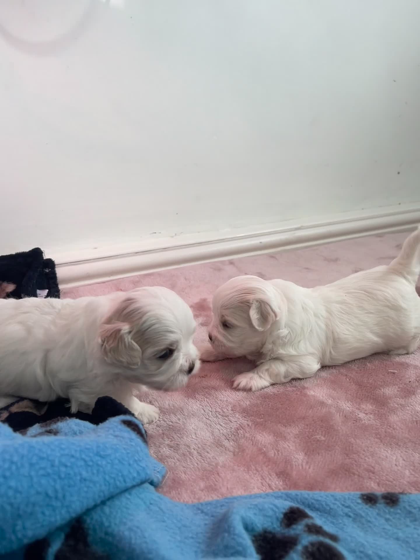 Malshi dogs for sale: Adorable Korean Maltese x Malshi puppies  - Video 2