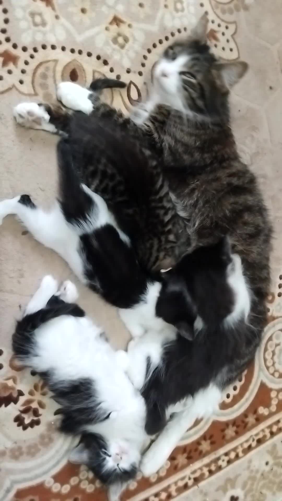 Mixed Breed cats for sale: Beautiful kittens  - Video 1