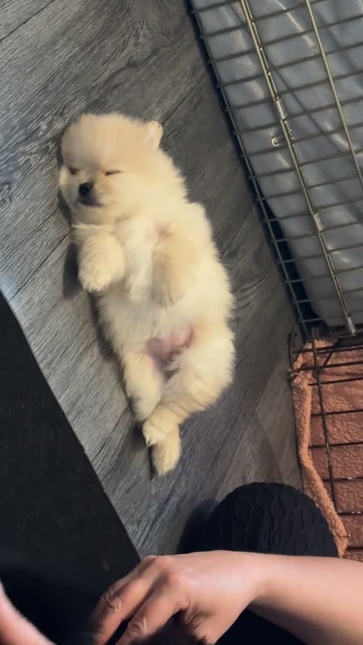 Pomeranian dogs for sale: Pomeranian puppies - Video 4